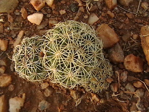 IMGA0342