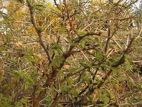 IMGA0351