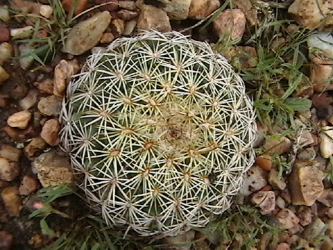 binaguita
