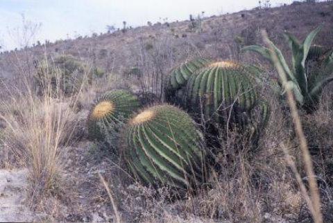 Biznaga