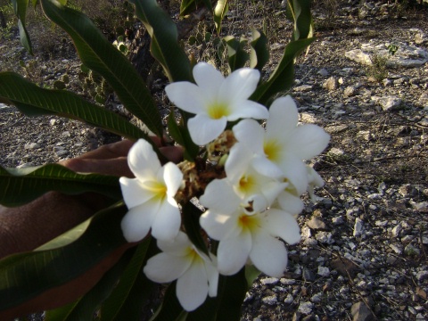cacaloxochitl