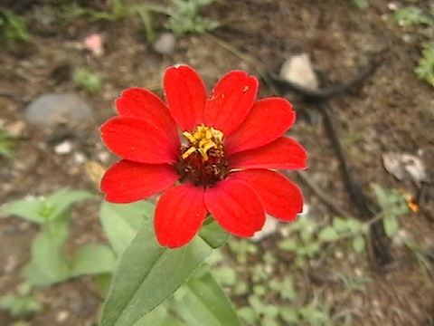 flor
