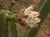 flordepitaya