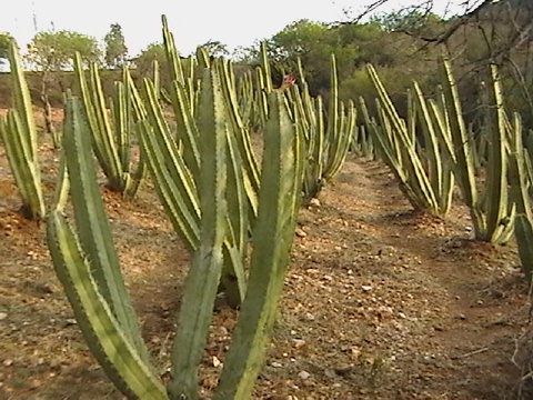 huertodepitayas