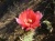 nopalflor