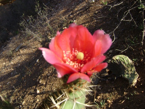 nopalflor