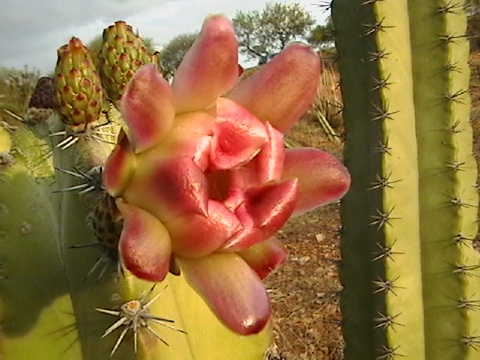 pitayaenflor